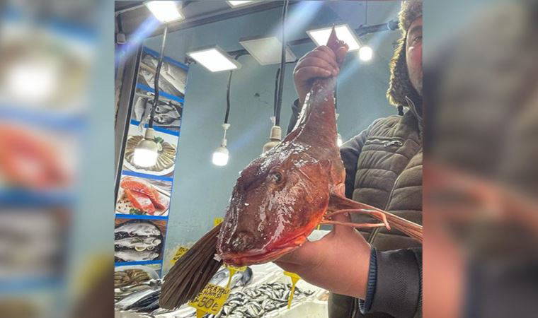 Ordu'da balıkçıların ağına takılan 4 kilogramlık kırlangıç balığı 800 liradan alıcı bekliyor