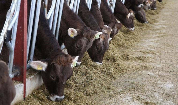 Erdoğan indirim yapılacak demişti: Yem fiyatlarına zam yapıldı