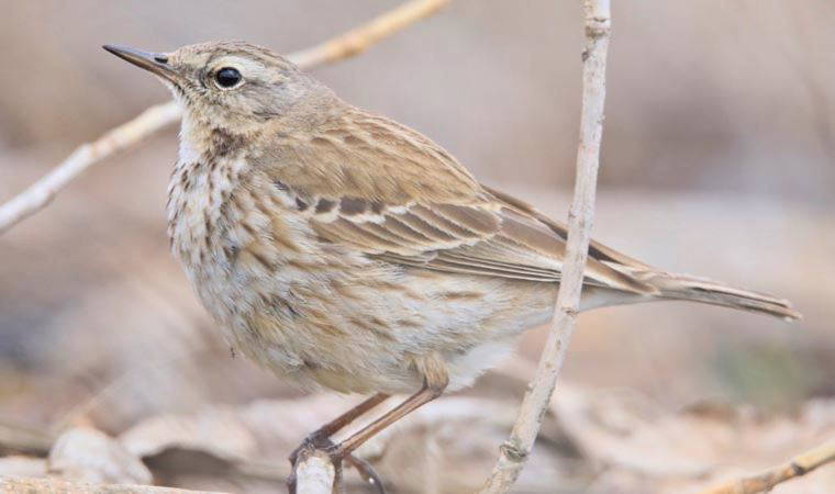 UNESCO Kültür Mirası Listesi'ndeydi: 13 yıl sonra yeniden görüntülendi