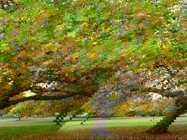 Dolmabahçe’deki asırlık çınarların neden kesildiği merak konusu