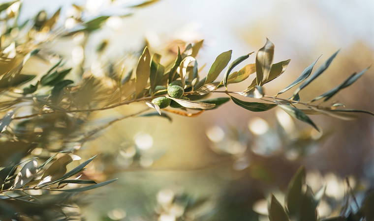 Zeytin ağaçlarının kıymeti mitolojik öykülerde nasıl anlatıldı?