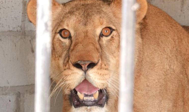 Ukrayna'da geride kalan vahşi hayvanlar zor durumda: Korkudan, açlıktan ve soğuktan acı çekiyorlar