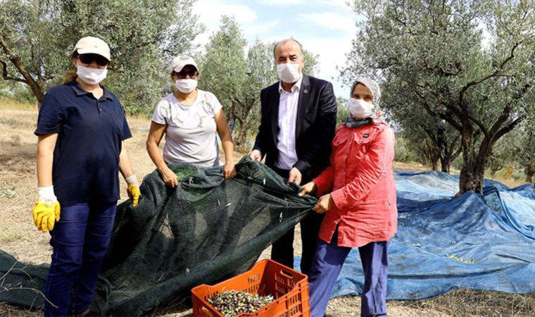 Mudanya’nın geleneksel zeytin yetiştiriciliği UNESCO’ya Aday