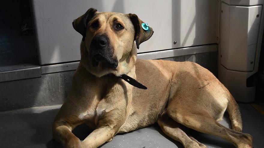 Boji köpek İstanbul'u karış karış gezmeye devam ediyor
