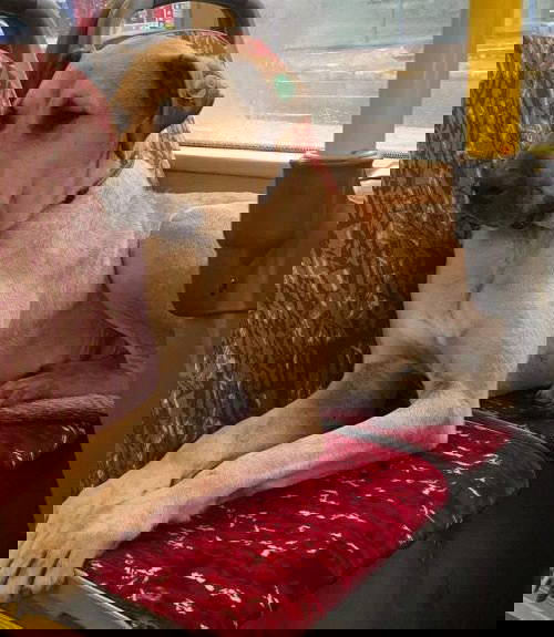 Boji köpek İstanbul'u karış karış gezmeye devam ediyor