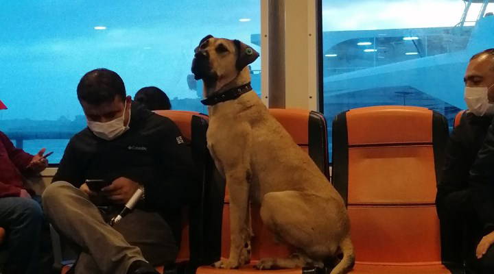 Boji köpek İstanbul'u karış karış gezmeye devam ediyor