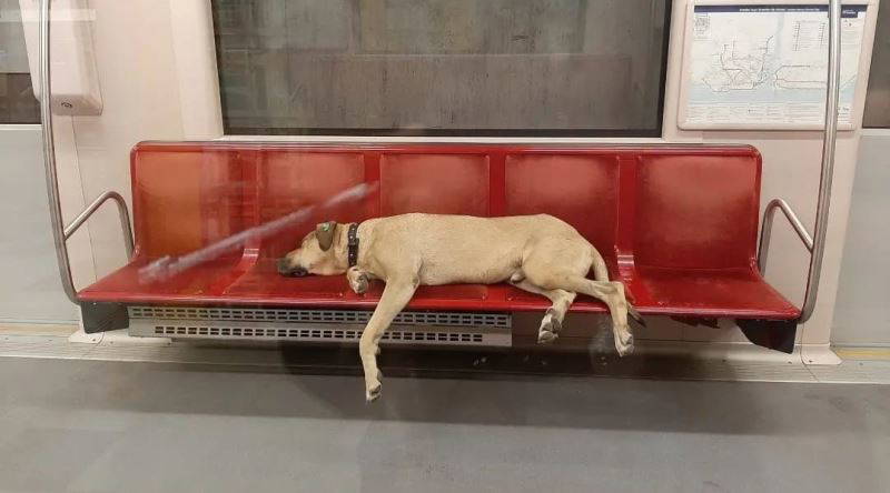 Boji köpek İstanbul'u karış karış gezmeye devam ediyor