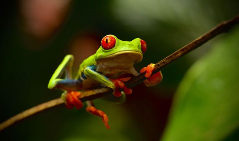 Yaşam için 6 saniye