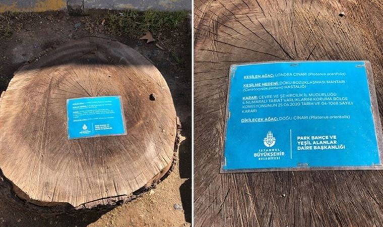 TEMA’dan İBB’nin kestiği ağaçlar hakkında açıklama