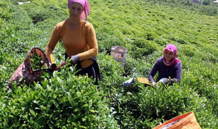 Kuraklık uyarısı: Karadeniz'de fındık ve çay bitecek, Uludağ'da kayak yapamayacaksınız