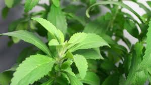 Stevia (şeker otu) nedir, faydaları neler, zararları var mı?