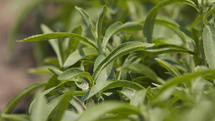 Stevia (şeker otu) nedir, faydaları neler, zararları var mı?