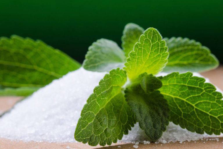 Stevia (şeker otu) nedir, faydaları neler, zararları var mı?