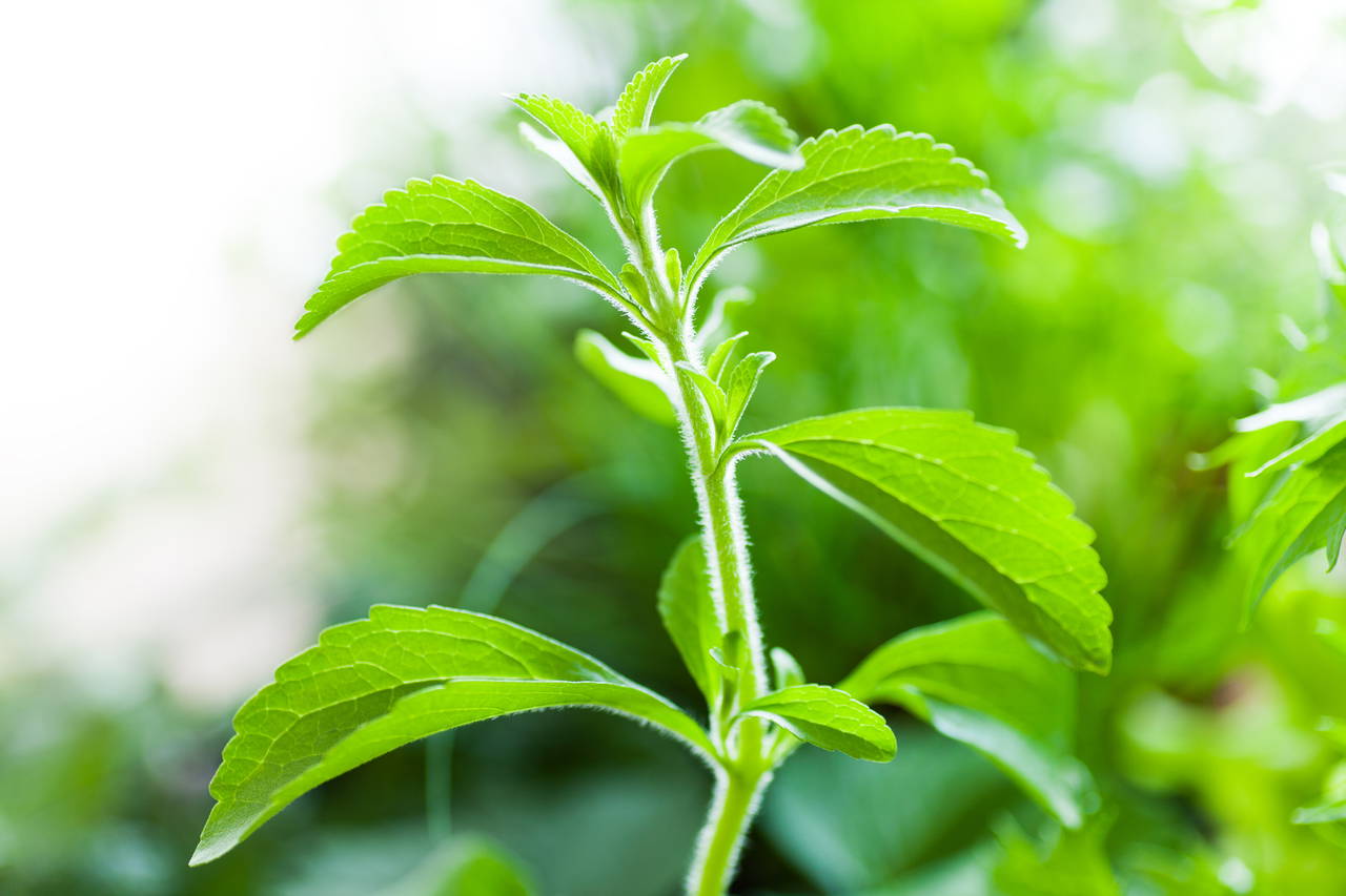 Stevia (şeker otu) nedir, faydaları neler, zararları var mı?