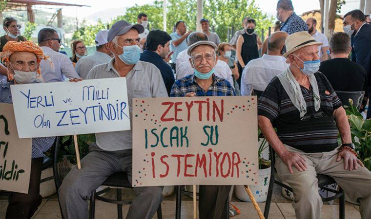 Danıştay kararını verdi: Zeytinlikler kazandı