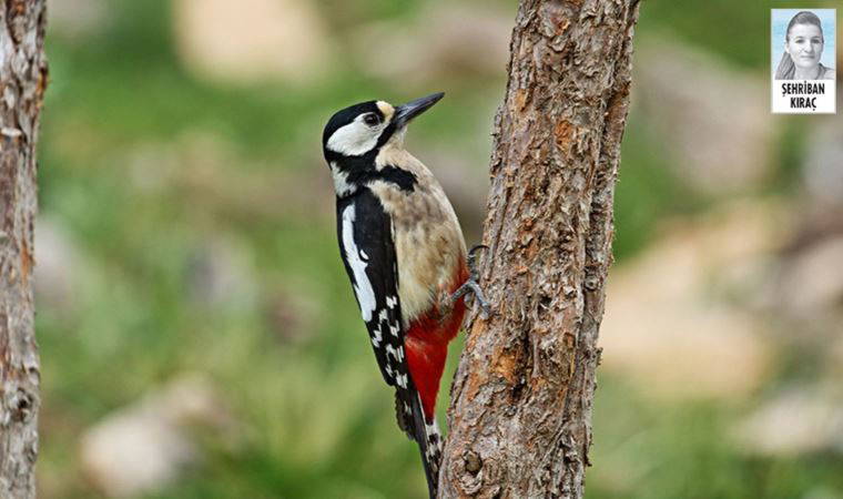 Kullanılabilir suyun yüzde 50’den fazlası ormanlardan geliyor