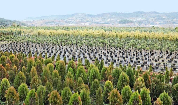 İstanbul’da kişi başına 12,5 metrekare yeşil alan düşüyor; Viyana 10 kat daha yeşil