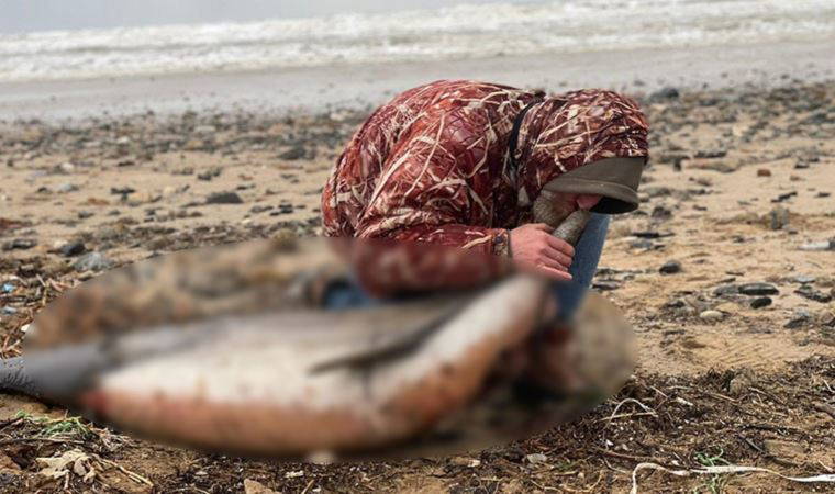 Eyüpsultan sahilinde 24 ölü yunus balığı kıyıya vurdu: İnceleme başlatıldı (26 Mart 2022) (Video Haber)