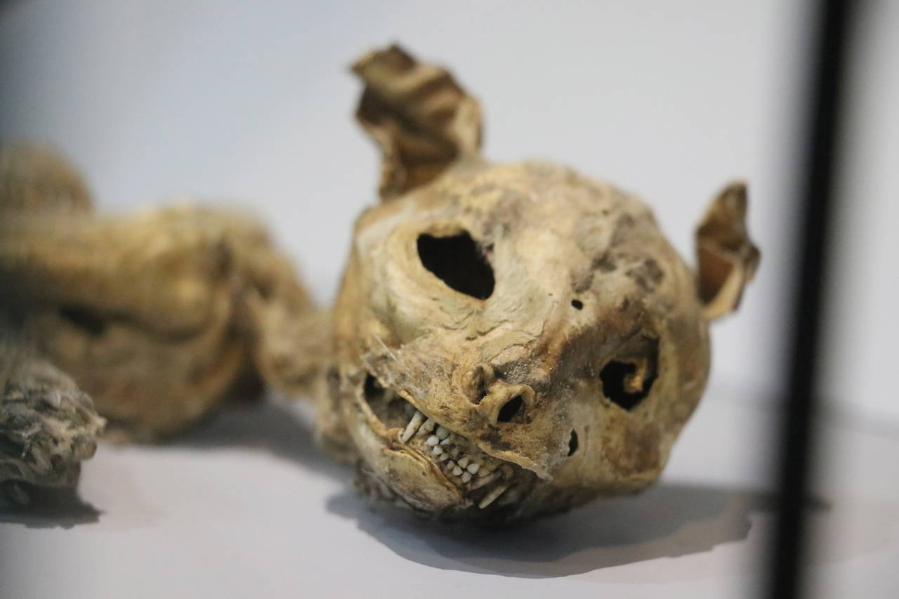 Türkiye'de bin yıllık mumyalar bulundu!