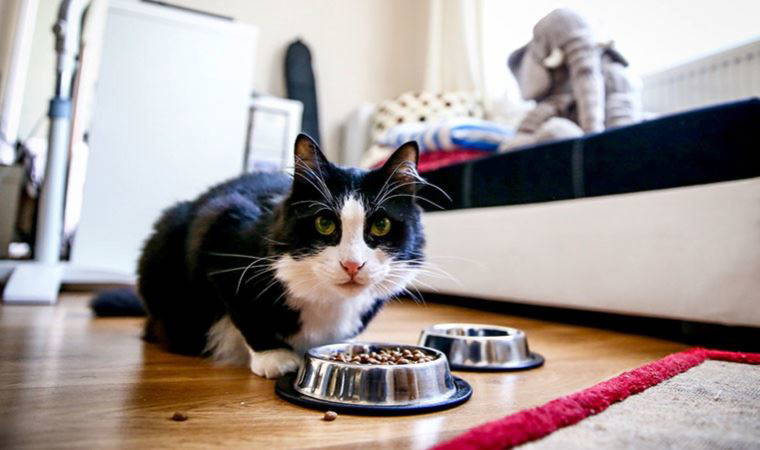 Evcil hayvan maması alırken nelere dikkat etmeliyiz? Yaşam süresini etkiliyor