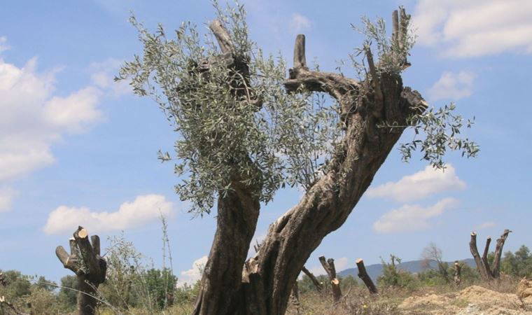 İYİ Parti, zeytinlikler için Danıştay'a başvurdu
