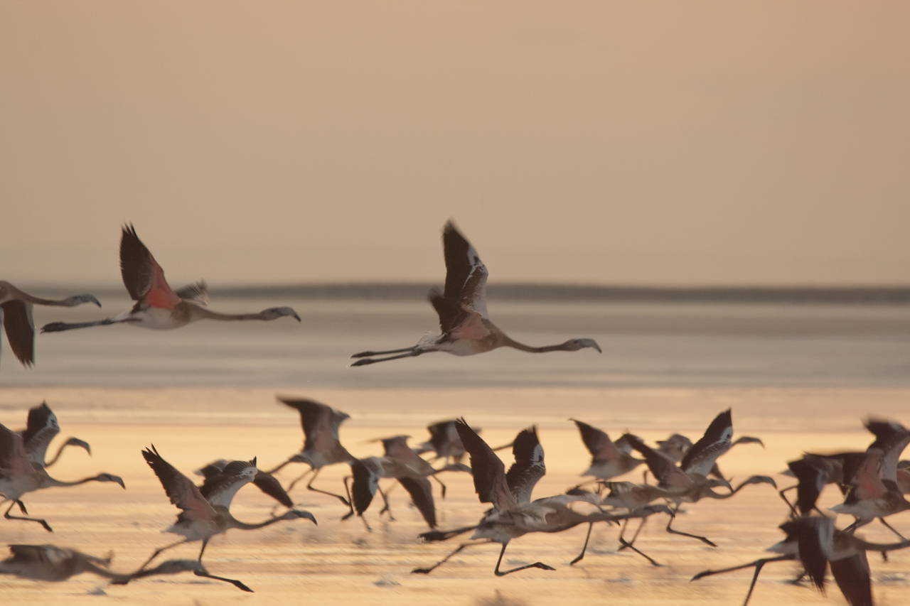 Tuz Gölü'nün misafirleri flamingolar gelmeye başladı