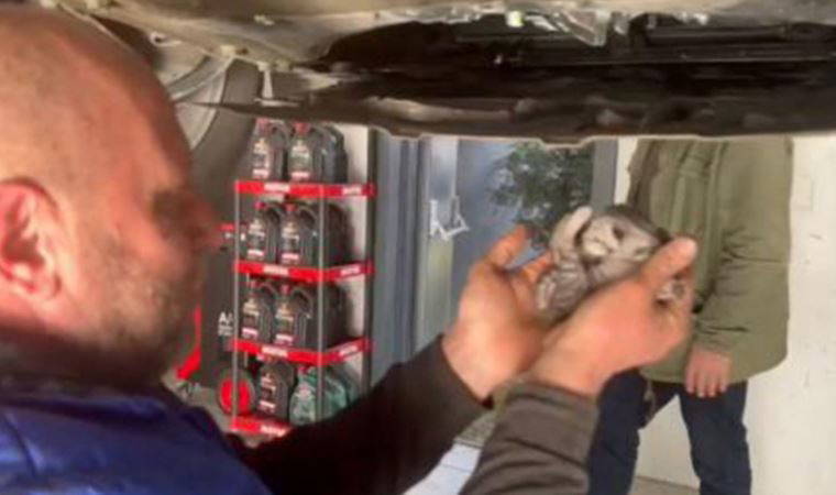 Arabanın motor kısmını yuva yapan yavru kediler serviste çıkarıldı