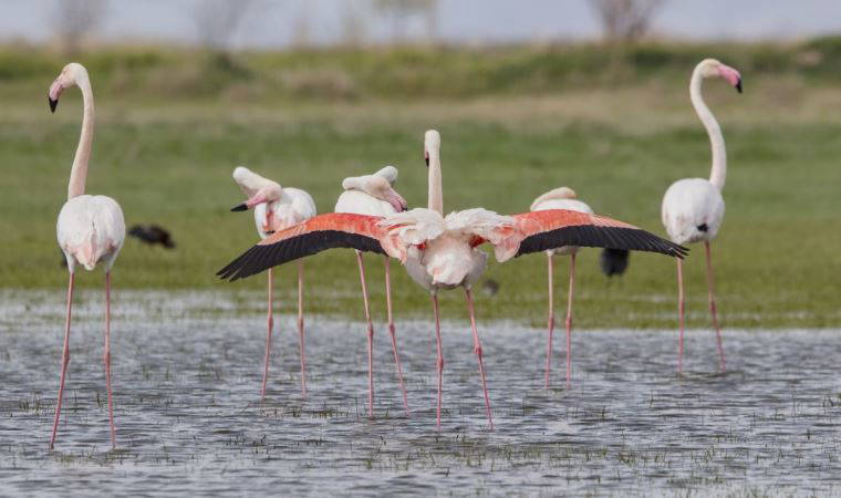 Tuz Gölü'nün misafirleri flamingolar gelmeye başladı