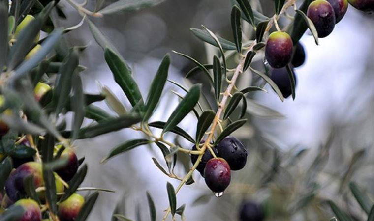 DEVA Partili Rızvanoğlu: 