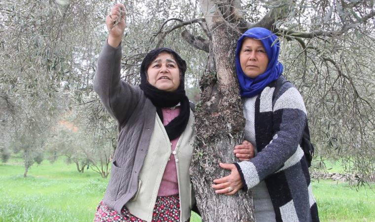 Zeytin ağacına sarılan yurttaş: 'Limak sana bu çamları yedirmeyeceğiz, aklını başına devşir'