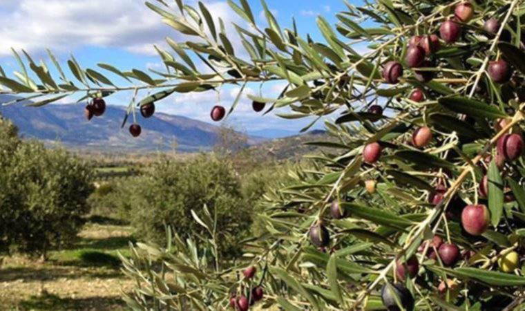 HKP'den zeytinlikler için Danıştay'a başvuru: Anayasa maddelerine aykırı