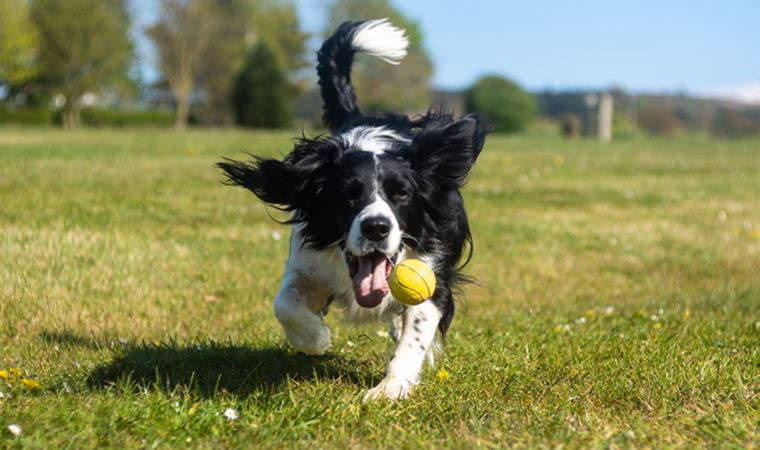 Uzmanlardan uyarı: 'Köpekleri yetiştirme tarzı çok kritik'