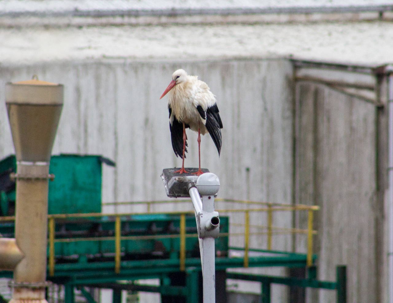 Gazze'den yola çıkmıştı;  'Leylek Jonas' bir haftadır İstanbul'da