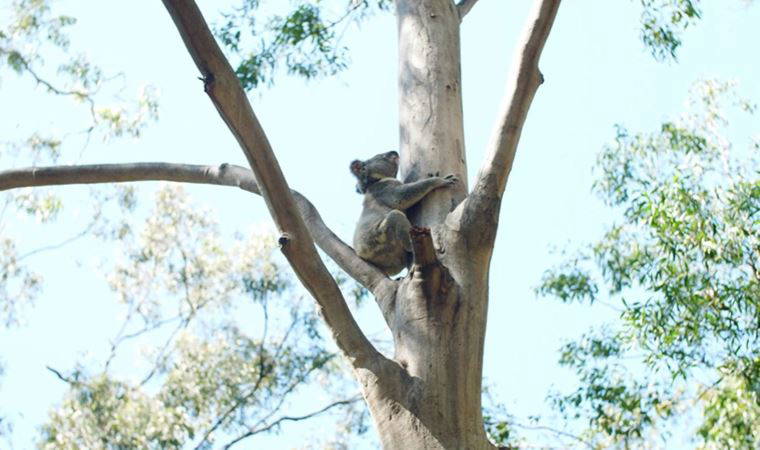 Avustralya'nın genetik çeşitliliğe sahip koalası yerel popülasyonu kurtaracak (01 Nisan 2022) (Video Haber)