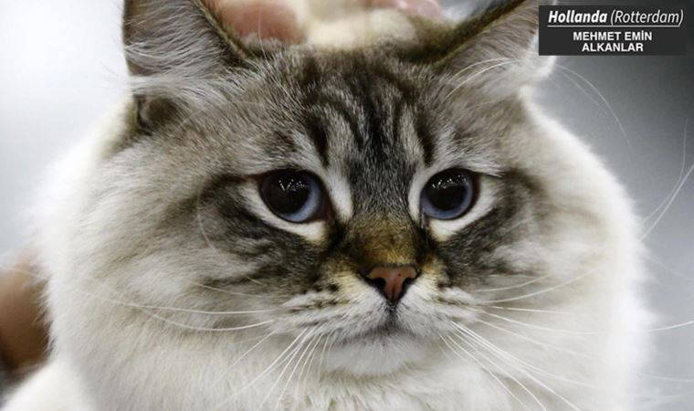 Hollanda’da kedilerin saltanatı