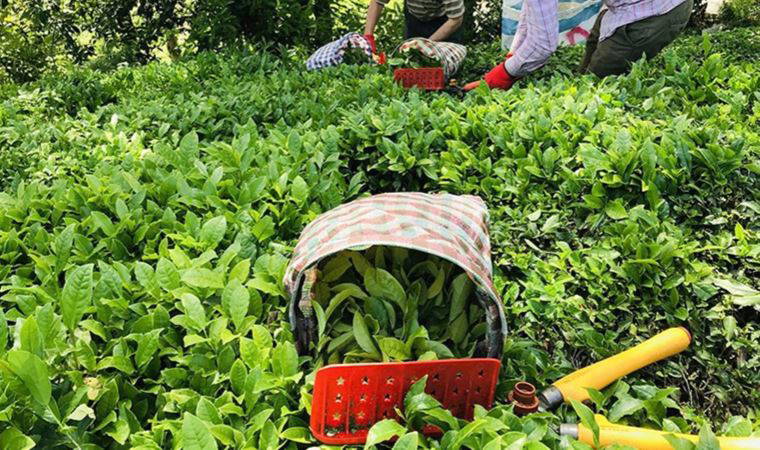 'ÇAYKUR, 5 yılda 2 milyar 612 milyon 400 bin lira zarar ettirildi'