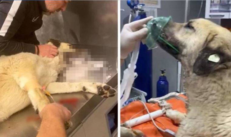 4 gün arayla ikinci kez zehirlediler: Ben buna artık 'seri katil' diyorum (12 Nisan 2022) (Video Haber)