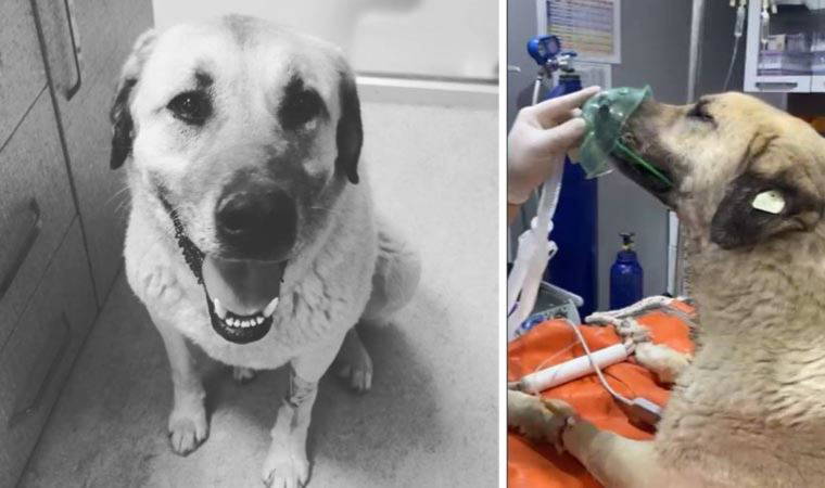 4 günde iki kez zehirlenen 'Dayı' öldü