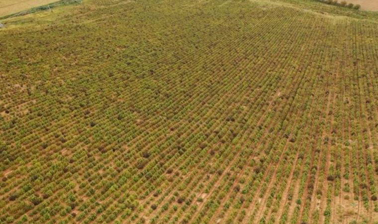 İspanya'da polis, 67 hektarlık yasa dışı kenevir tarlasını imha etti