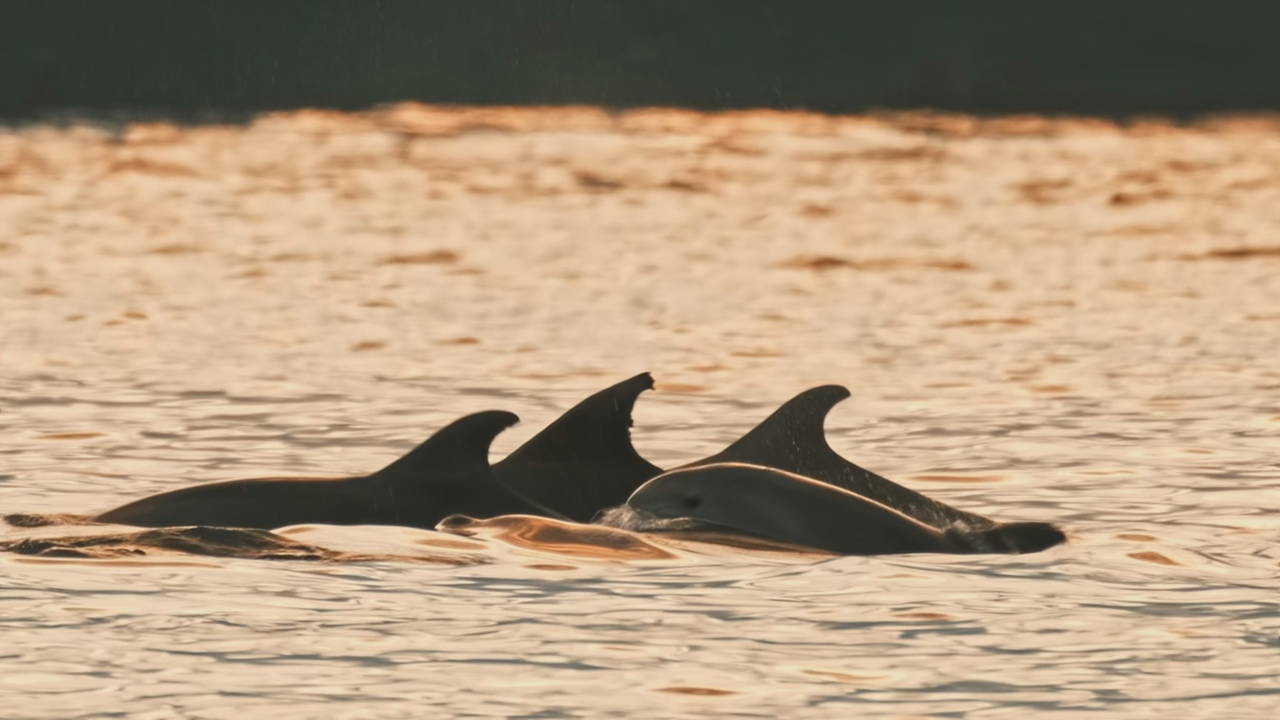 İstanbul'da yunus balıkları görsel şölen oluşturdu