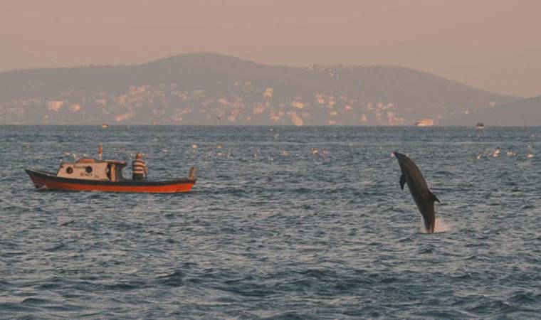 İstanbul'da yunus balıkları görsel şölen oluşturdu