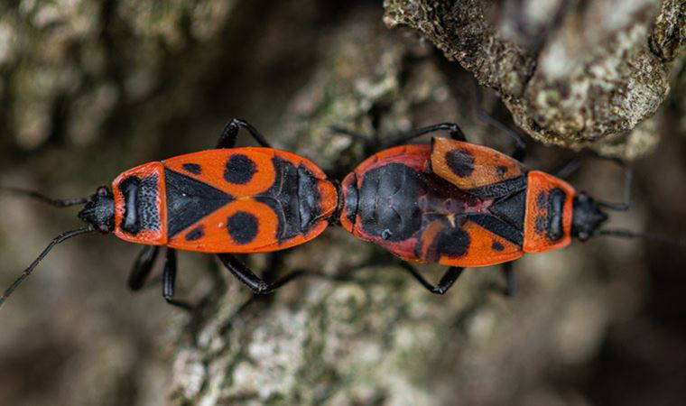 Böceklerin favori gazetesi hangisi?