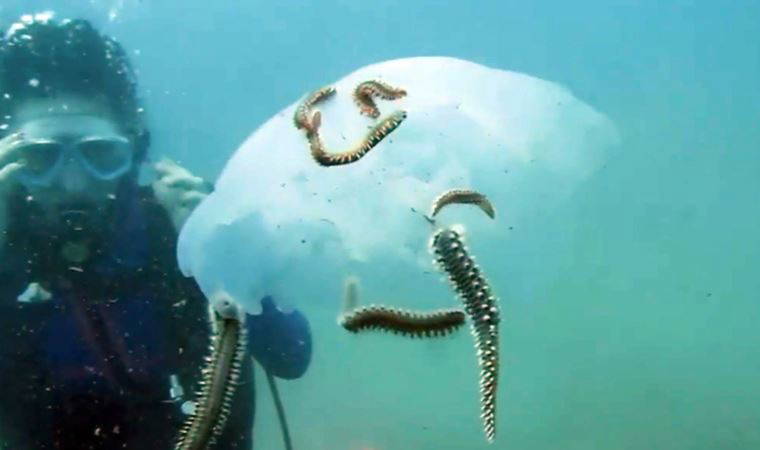 Çıyanlar, 'denizanası' popülasyonunu azalttı: 'Ne kadar varsa, hepsi saldırıyor'