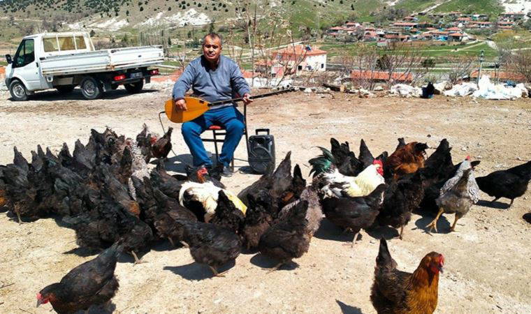 Tavuklarına her gün konser veriyor