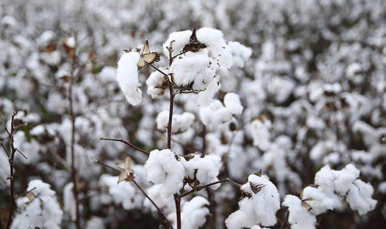 Emtia piyasasında fiyatlamalar zorlaştı: Küresel çapta endişeler hâkim