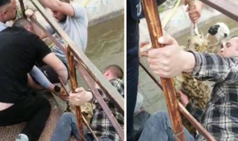 Sulama kanalına düşen koyunun kurtarılması kamerada