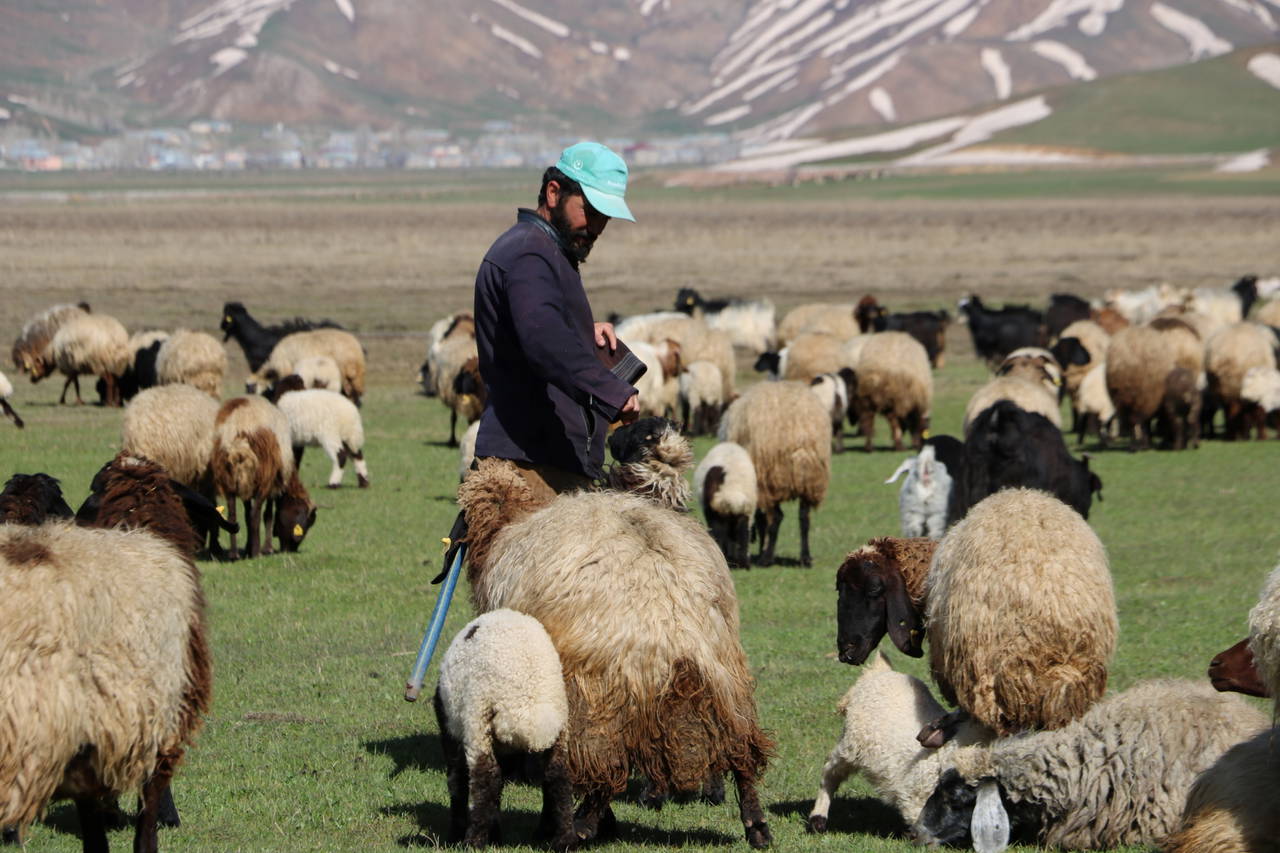 Aylık 7 bin liraya çoban bulamadılar, yeni uygulama başlattılar