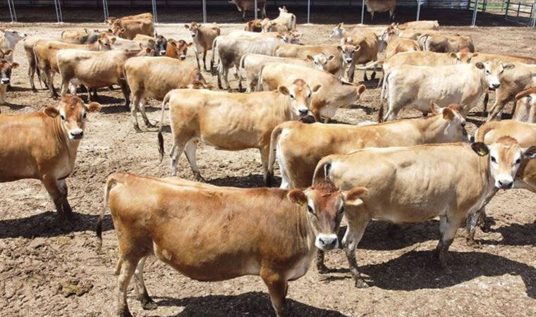 Koyun keçi yetiştiricileri et fiyatlarında "fark araştırması" istedi