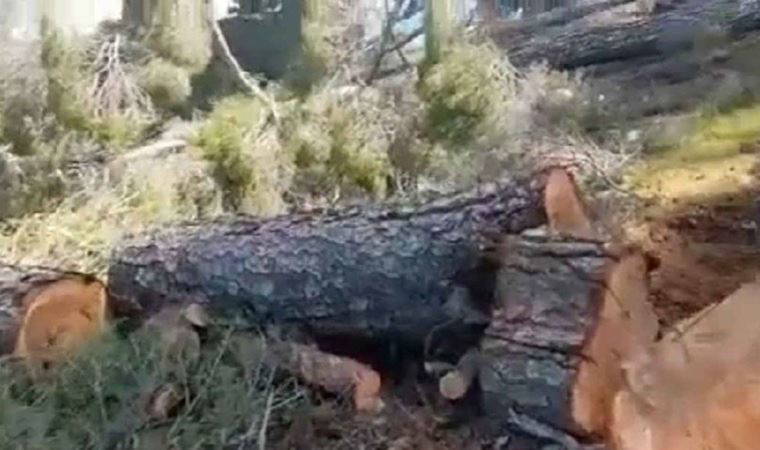 AKP’li meclis üyesinin şirketi asırlık çam ağaçlarını kesti