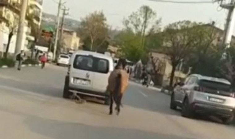 Atını araca bağlayıp, işkence yapan sürücü serbest kaldı (23 Nisan 2022) (Video Haber)